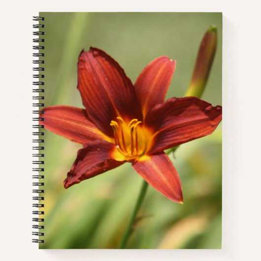 Notebook mit roter Taglilie Blume Notizblock (Vorderseite)