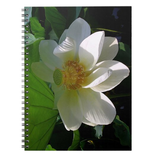 Notebook mit weißer Lotus-Blume Notizblock (Vorderseite)