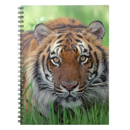 Notebooktiger Notizblock (Vorderseite)