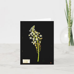 Notecard-Botanische Kunst-Mary-Delany 2 Karte