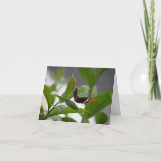 notecard butterfly1 karte