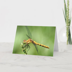 Notecard für Weibliche Wiesenhawk Karte