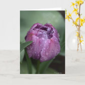 Notecard mit lila Tulpe Karte (Gelbe Blume)
