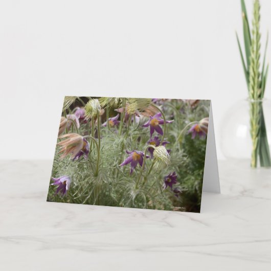 Notecard mit wildem Krokus Karte (Vorderseite)