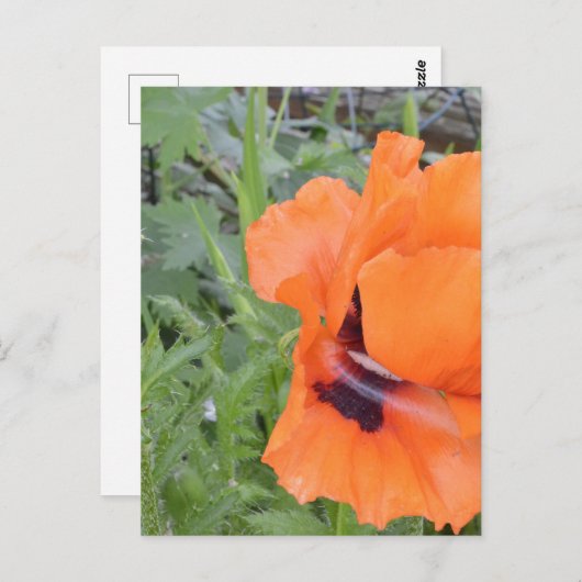 Notecard Postkarte (Vorne/Hinten)