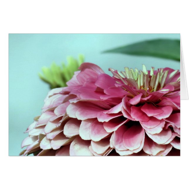 Notecard - Zinnia Petals (Vorderseite (Horizontal))