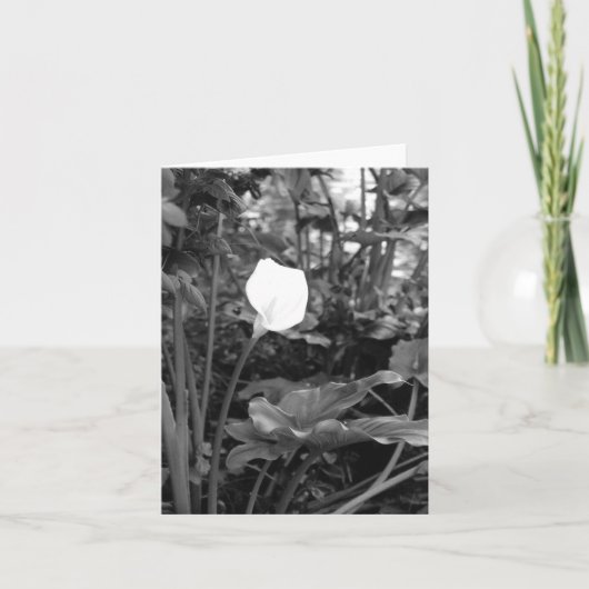Notecards von Calla Lily Karte (Vorderseite)