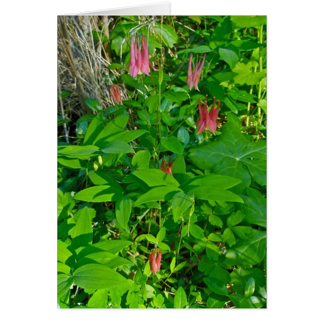 Notenkarte "Wild Columbine" (Vorne)