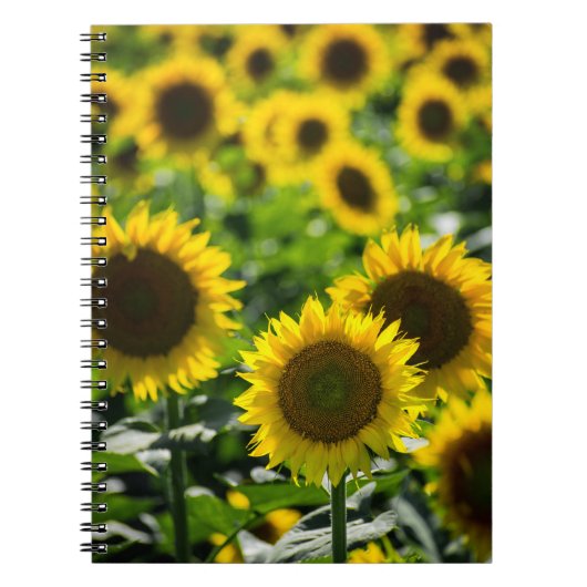 Notizbuch - Das Sonnenblumenfeld Notizblock (Vorderseite)