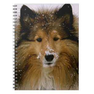 Notizbuch - die Shetlandinseln-Schäferhund im Notizblock