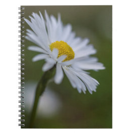 Notizbuch - Fotografie von Gänseblümchen-Blüten Notizblock