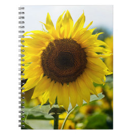 Notizbuch - Isolierte Sonnenblume Notizblock