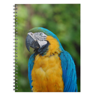 Notizbuch _ Papagei Notizblock