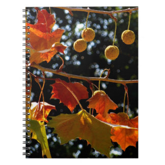 Notizbuch/persönliche Zeitschrift - Platane und Notizblock