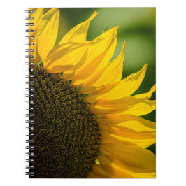 Notizbuch - Sonnenblumen-Blumen-Naturfotografie Notizblock