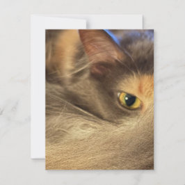 Notizkarte aus der Sicht einer Katze Mitteilungskarte