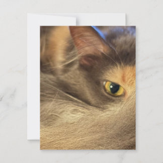 Notizkarte aus der Sicht einer Katze Mitteilungskarte