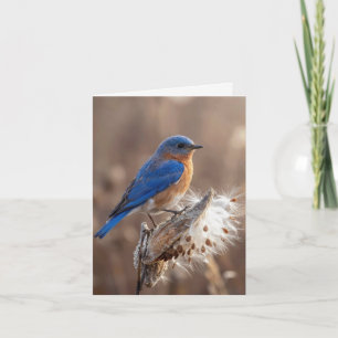 Notizkarte Blauvogel auf einer Seidenpflanzenkapse Karte