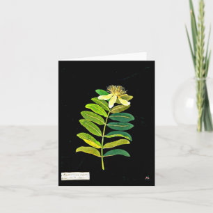Notizkarte-Botanische Kunst-Mary Delany 12 Karte