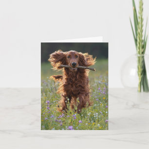 Notizkarte Irischer Setter auf einem Wildblumenfel Karte