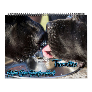 Notta Bear Foto Favoriten Kalender
