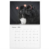 Notta Bear Foto Favorites Kalender (Feb 2026)