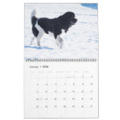 Notta Bear Foto Favorites Kalender (Jan 2026)