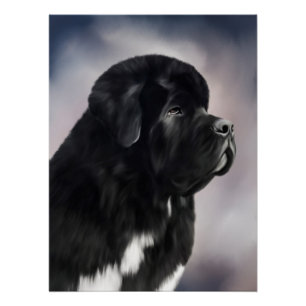 Notta Bear Landseer Neufundländer Poster
