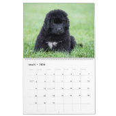 Notta Bear Nefundlands Jahr der Welpen Kalender (Mär 2026)