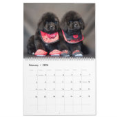 Notta Bear Nefundlands Jahr der Welpen Kalender (Feb 2026)