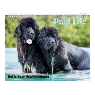 Notta Bear Neufundländer Pool Kalender
