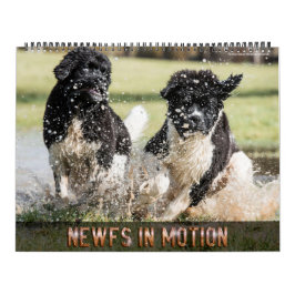 Notta Bear Newfs in Motion Calendar Kalender