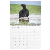 Notta Bear Newfs in Motion Calendar Kalender (Mär 2027)