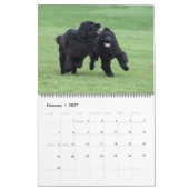 Notta Bear Newfs in Motion Calendar Kalender (Feb 2027)