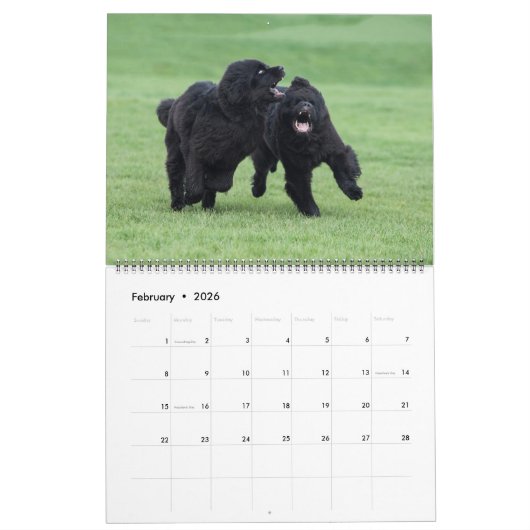 Notta Bear Newfs in Motion Calendar Kalender (Feb 2026)