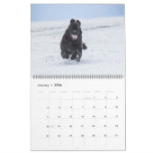 Notta Bear Newfs in Motion Calendar Kalender (Jan 2026)