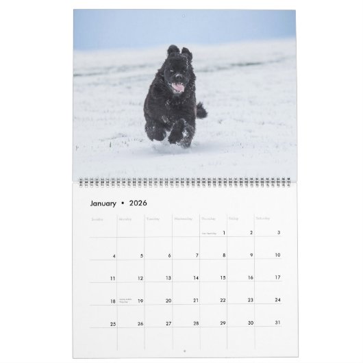 Notta Bear Newfs in Motion Calendar Kalender (Jan 2026)