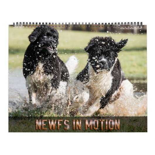 Notta Bear Newfs in Motion Calendar Kalender (Titelbild)