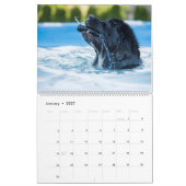Notta Bear Newfundlands Pool Calendar Kalender (Jan 2027)