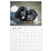 Notta Bear Newfundlands River Dogs Kalender (Feb 2027)