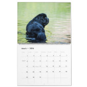 Notta Bear Newfundlands River Dogs Kalender (Mär 2026)