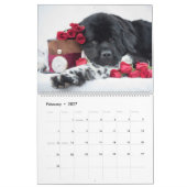 Notta Bear Newfundlands ShellBea Kalender (Feb 2027)