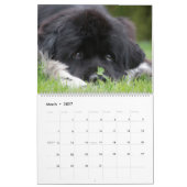 Notta Bear Newfundlands ShellBea Kalender (Mär 2027)