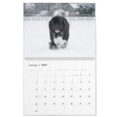 Notta Bear Newfundlands ShellBea Kalender (Jan 2027)
