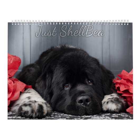 Notta Bear Newfundlands ShellBea Kalender (Titelbild)