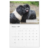Notta Bear Newfundlands Spaß Kalender (Feb 2027)