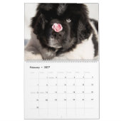 Notta Bear Peeklings Calendar Kalender (Feb 2027)