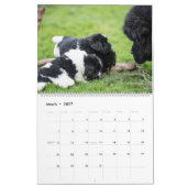 Notta Bear Peeklings Calendar Kalender (Mär 2027)