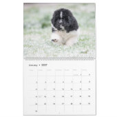 Notta Bear Peeklings Calendar Kalender (Jan 2027)
