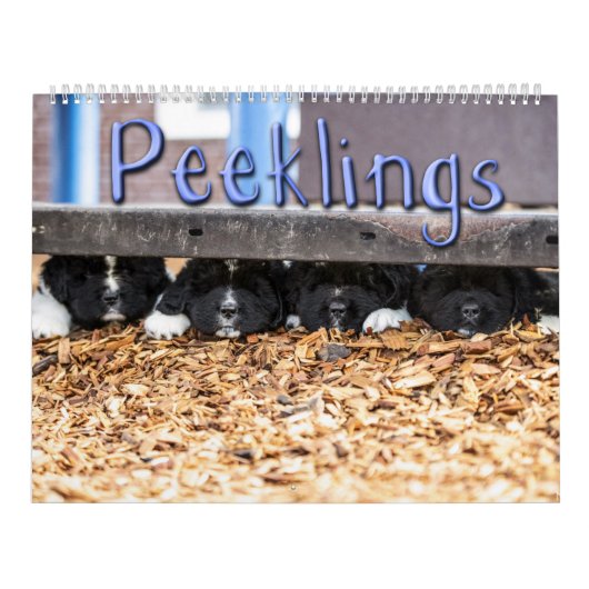 Notta Bear Peeklings Kalender (Titelbild)